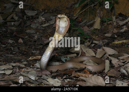 Monocled cobra, Naja, kouthia monocellate cobra, Banque D'Images