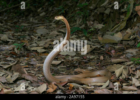 Monocled cobra, Naja, kouthia monocellate cobra, Banque D'Images