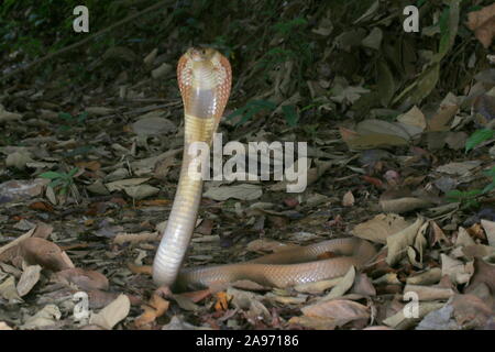 Monocled cobra, Naja, kouthia monocellate cobra, Banque D'Images