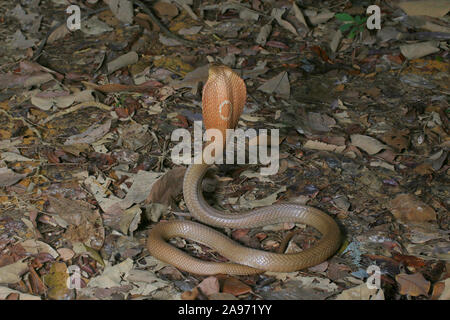 Monocled cobra, Naja, kouthia monocellate cobra, Banque D'Images