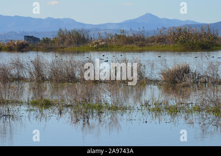 Parc naturel de s'Albufera, une zone humide d'importance internationale dans la région de Valence, est de l'Espagne Banque D'Images