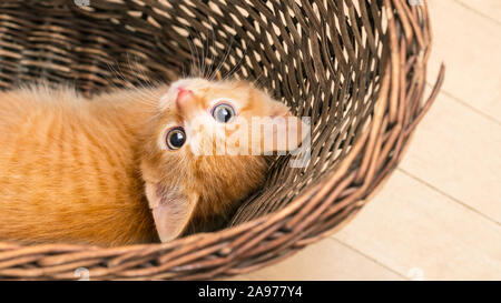 Sweet curieux le gingembre tabby kitten lying in wicker basket. Chat domestique. Felis silvestris catus. Face closeup. Petit félin animal timide looking at camera. Banque D'Images