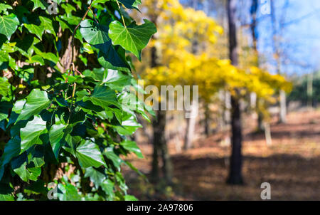 La ligne Evergreen lierre en paysage d'automne. Hedera helix. Feuillage vert au soleil. Le bouleau jaune et les feuilles tombées sur blur automne fond. Banque D'Images