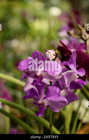 Orchidée Vanda pourpre fleurs fraîcheur close up violet macro beau jardin des plantes Banque D'Images