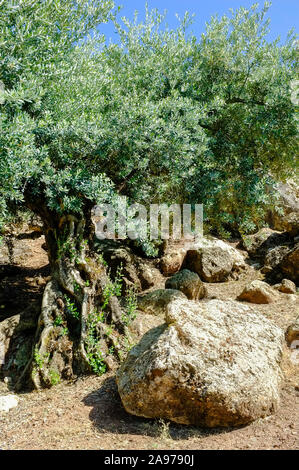 Tronc noueux d'un vieil olivier au Sierra Subbética, province de Cordoue, Andalousie, Espagne Banque D'Images