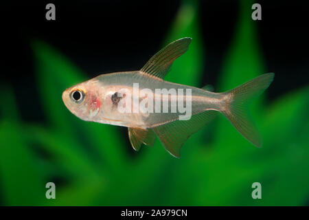 Hyphessobrycon sweglesi Phantomsalmler,Red,Roter tetra fantôme Banque D'Images