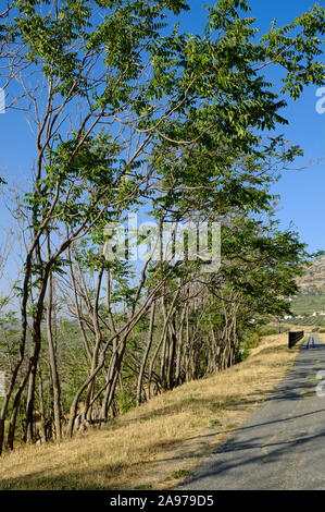 Une section de la Via Verde, ou Greenway, une ancienne voie de train d'huile utilisé maintenant par les marcheurs et cyclistes. C Zuheros, Sierra Subbética, Andalousie, Espagne Banque D'Images