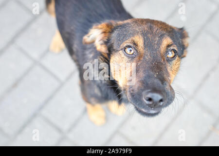 Toutou chien à la recherche des yeux de pitié Banque D'Images