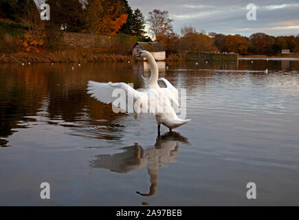 Duddingston Loch, Édimbourg, Écosse, Royaume-Uni. 13 novembre 2019. Cygne muet étend ses ailes en fin d'après-midi après une journée très froide avant de se plier à l'encontre de la nuit plus froide en magasin avec la température de -1 ou moins attendre la nuit. Banque D'Images