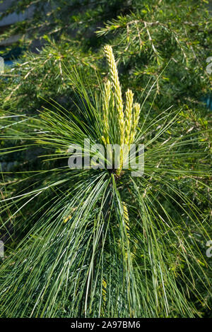 La nouvelle croissance du pin de l'Himalaya (Pinus wallichiana) dans un jardin. Banque D'Images