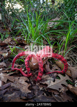 Clathrus archeri, champignons champignon aka Octopus Phalle impudique et diables les doigts. Rouge comme les doigts qui puent. Vertical image. Banque D'Images