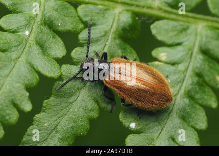 Lagria hirta beetle reposant sur fern. Tipperary, Irlande Banque D'Images