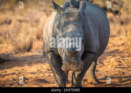 Le rhinocéros blanc du dehorned avec à l'appareil photo, Afrique du Sud. Banque D'Images