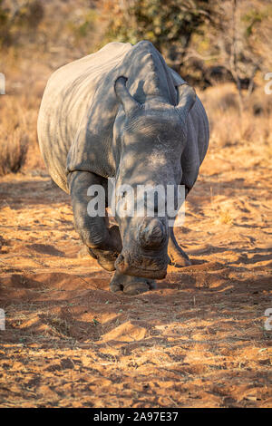 Le rhinocéros blanc du dehorned avec à l'appareil photo, Afrique du Sud. Banque D'Images