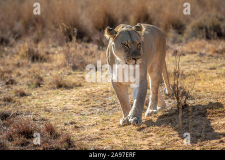 Lionne à marcher en direction de la caméra dans l'Welgevonden game reserve, Afrique du Sud. Banque D'Images