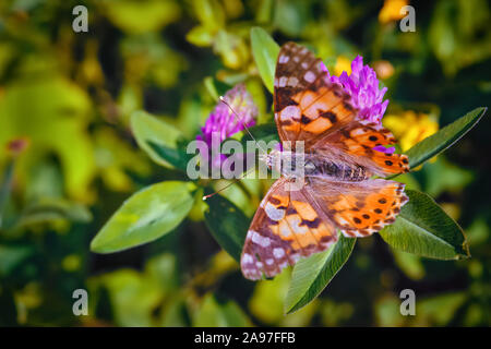 Fermer la vue d'un papillon Aglais urticae nectar de succion sur une fleur. Banque D'Images