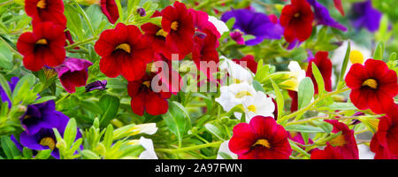 Petunia fleurs jardin close up Banque D'Images