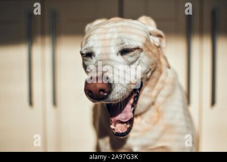Portrait de chien fatigué. Labrador retriever le bâillement contre accueil cuisine. Banque D'Images