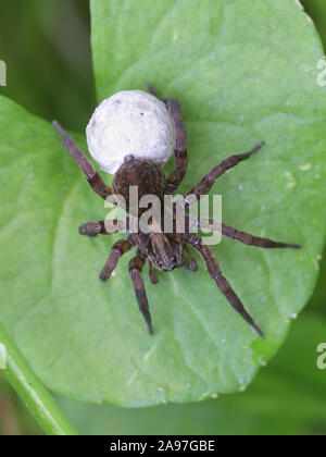 Trochosa ruricola, un wolf spider dont le nom commun est rustique wolf spider Banque D'Images