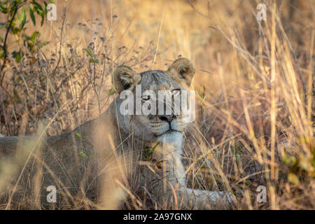 Lionne pose dans l'herbe dans l'Welgevonden game reserve, Afrique du Sud. Banque D'Images