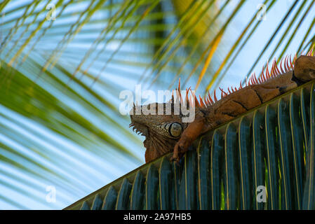 Un seul green Iguana dans un palmier dans un parc naturel de l'Amérique du Sud sauvage de l'environnement. Banque D'Images