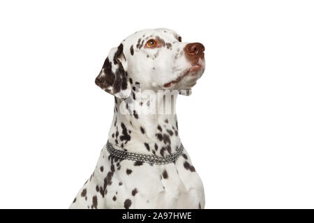 Chien dalmatien Stare jusqu'isolées sur fond blanc, attendant avec attention Banque D'Images