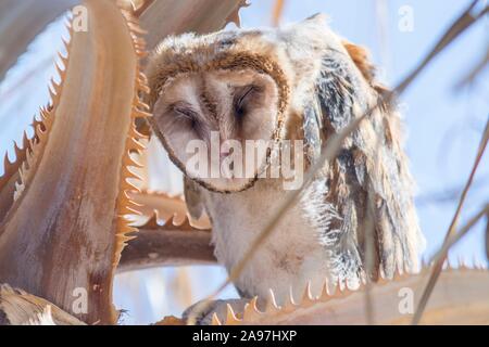 Une chouette effraie se reposant dans un palmier dans l'Oasis de Mara dans le parc national de Joshua Tree, California, Twentynine Palms. Banque D'Images