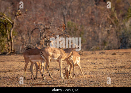 Petit troupeau d'impalas debout dans l'herbe dans l'Welgevonden game reserve, Afrique du Sud. Banque D'Images