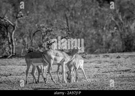 Petit troupeau d'impalas debout dans l'herbe en noir et blanc dans l'Welgevonden game reserve, Afrique du Sud. Banque D'Images