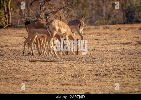 Petit troupeau d'impalas debout dans l'herbe dans l'Welgevonden game reserve, Afrique du Sud. Banque D'Images