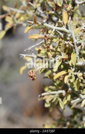 Graythorn commomly, Ziziphus, Obtusifolia, botaniquement, pour cette plante originaire du désert du Colorado dans Joshua Tree National Park près de peuplier de printemps. Banque D'Images