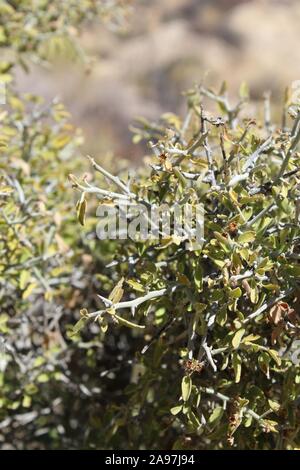 Graythorn commomly, Ziziphus, Obtusifolia, botaniquement, pour cette plante originaire du désert du Colorado dans Joshua Tree National Park près de peuplier de printemps. Banque D'Images