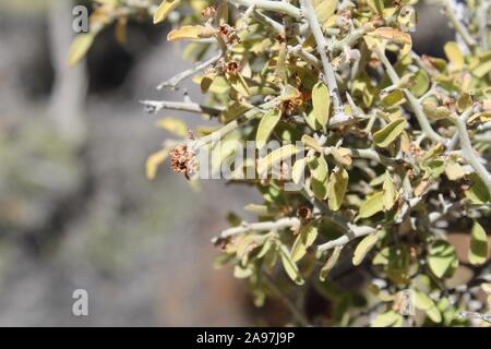 Graythorn commomly, Ziziphus, Obtusifolia, botaniquement, pour cette plante originaire du désert du Colorado dans Joshua Tree National Park près de peuplier de printemps. Banque D'Images