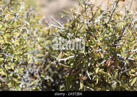 Graythorn commomly, Ziziphus, Obtusifolia, botaniquement, pour cette plante originaire du désert du Colorado dans Joshua Tree National Park près de peuplier de printemps. Banque D'Images