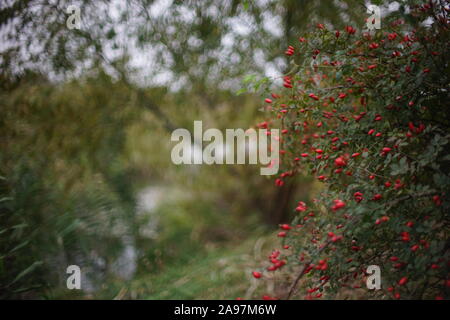 Bush de rose musquée avec fruits rouges poussent sur la rive de la rivière. Banque D'Images
