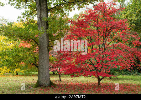 Acer palmatum 'Amoenum' et Quercus robur. L'érable japonais 'Amoenum' et le chêne en automne à Westonbirt Arboretum, Cotswolds, Gloucestershire, Angleterre Banque D'Images