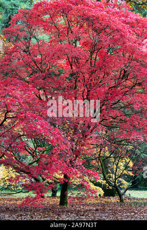 Acer palmatum 'Atropurpureum'. Les érables japonais pourpre en automne à Westonbirt Arboretum, Cotswolds, Gloucestershire, Angleterre Banque D'Images