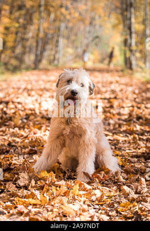 Fluffy Wheaten Terrier chien assis sur le chemin couvert de feuilles automne 24. Banque D'Images