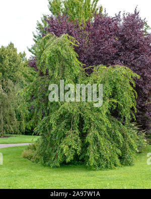 Hänge-Kirsche (Prunus pendula) Banque D'Images