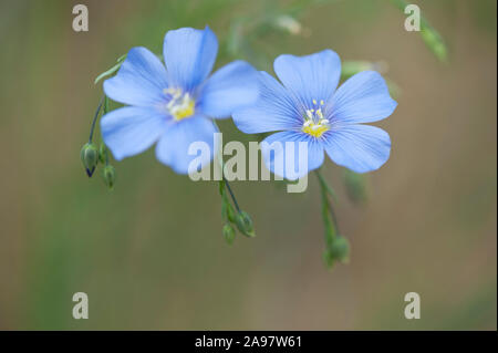 Linum austriacum,Österreichischer Lein,lin autrichien Banque D'Images