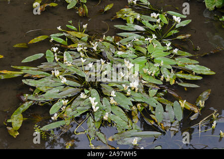 Aponogeton distachyos potamot (CAP) est une plante aquatique originaire d'Afrique du Sud et les provinces de Mpumalanga. Banque D'Images