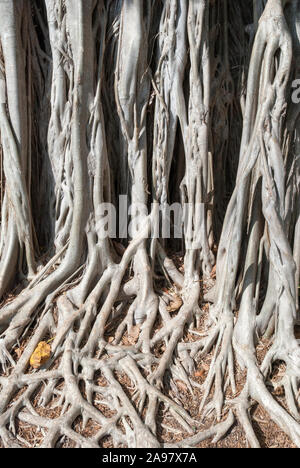 L'abstraite de un arbre exotique et ses racines sur un côté de la rue à Miami (Floride). Banque D'Images