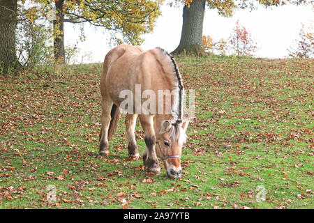 Norwegian Fjord Horse sur un pâturage pâturage sous les arbres Banque D'Images