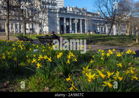 Londres, Royaume-Uni - 26 Février 2019 : Un printemps vue en temps réel sur la belle jonquilles dans Green Park à Londres, au Royaume-Uni. Le monument commémoratif du Bomber Command peut être vu Banque D'Images