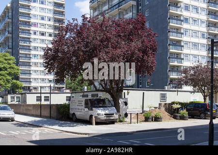 Le Myrobalan urbain Cherry Plum (Prunus cerasifera) arbre, Vauxhall, Londres SE1 Banque D'Images