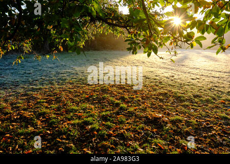 Châtaignes et motif de feuilles d'automne sous un marronnier sur une prairie givrée sous le bleu ciel du matin au lever du soleil en automne Banque D'Images