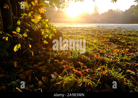 Châtaignes et motif de feuilles d'automne sous un marronnier sur une prairie givrée sous le bleu ciel du matin au lever du soleil en automne Banque D'Images