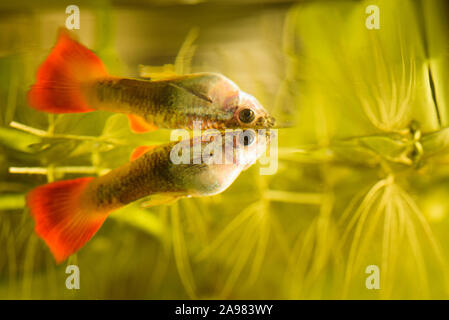 Guppy Poecilia reticulata femelle arc-en-ciel colorés de poissons d'aquarium tropical Banque D'Images