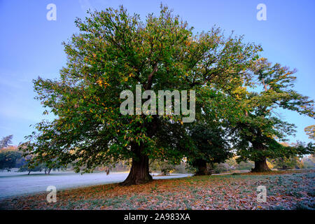 Châtaigniers sur une prairie givrée sous le bleu ciel du matin au lever du soleil en automne Banque D'Images