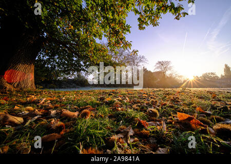 Châtaignes et motif de feuilles d'automne sous un marronnier sur une prairie givrée sous le bleu ciel du matin au lever du soleil en automne Banque D'Images